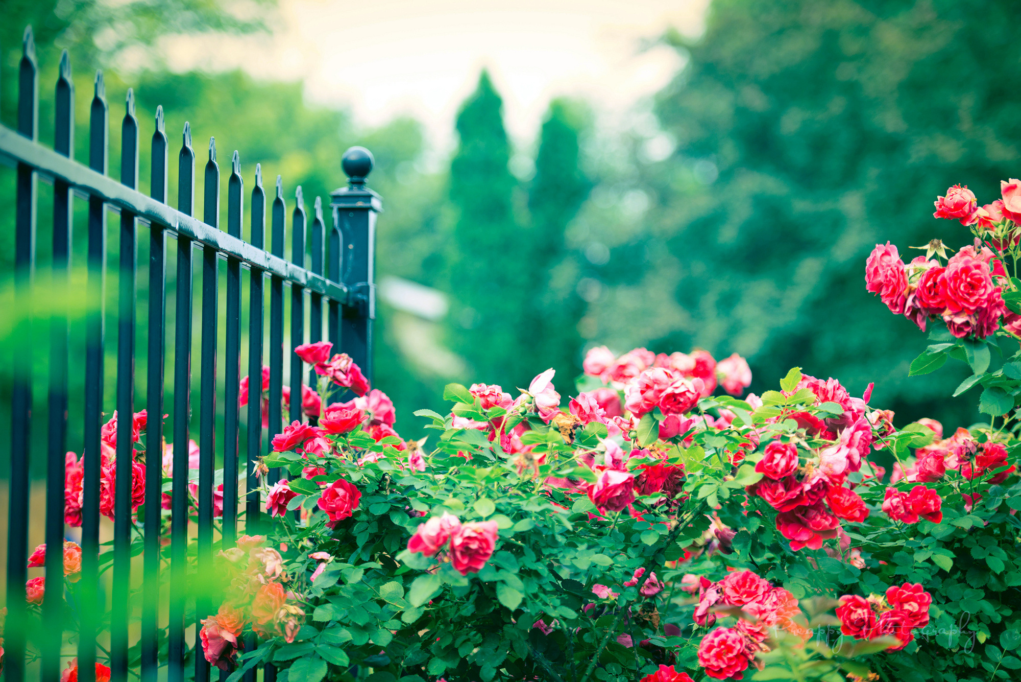rose, Bush, Flowers, Fence, Pink Wallpaper