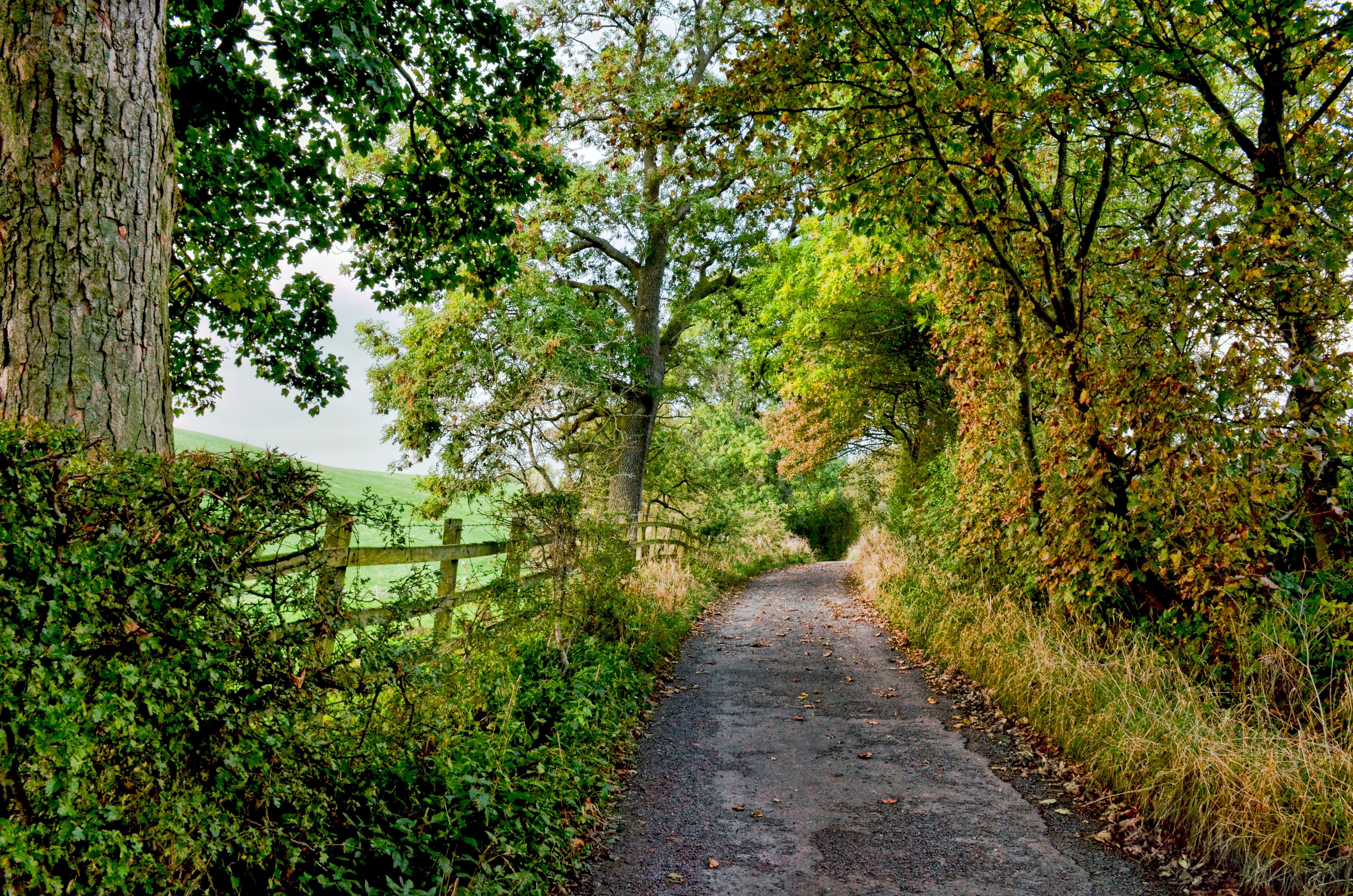 road, Trees, Fence, Nature Wallpaper