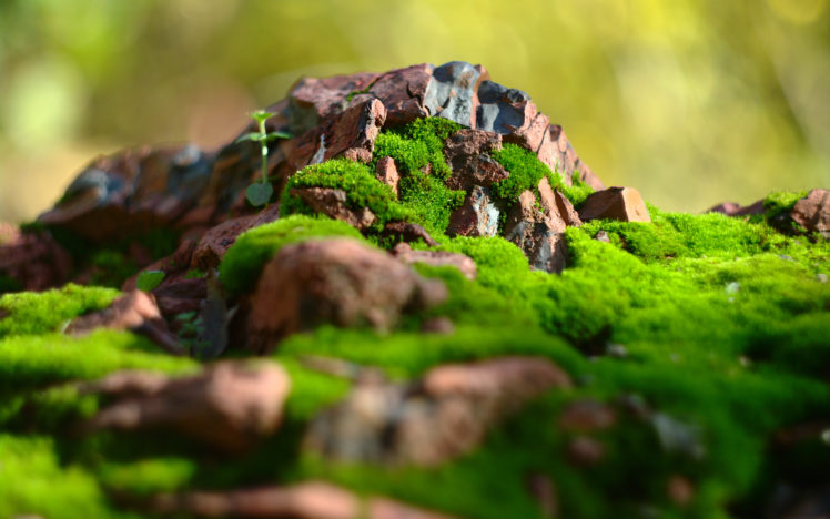 rocks, Stones, Macro, Moss HD Wallpaper Desktop Background