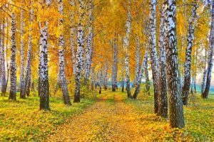 nature, Landscape, Autumn, Road, Yellow, Leaves, And, Birch