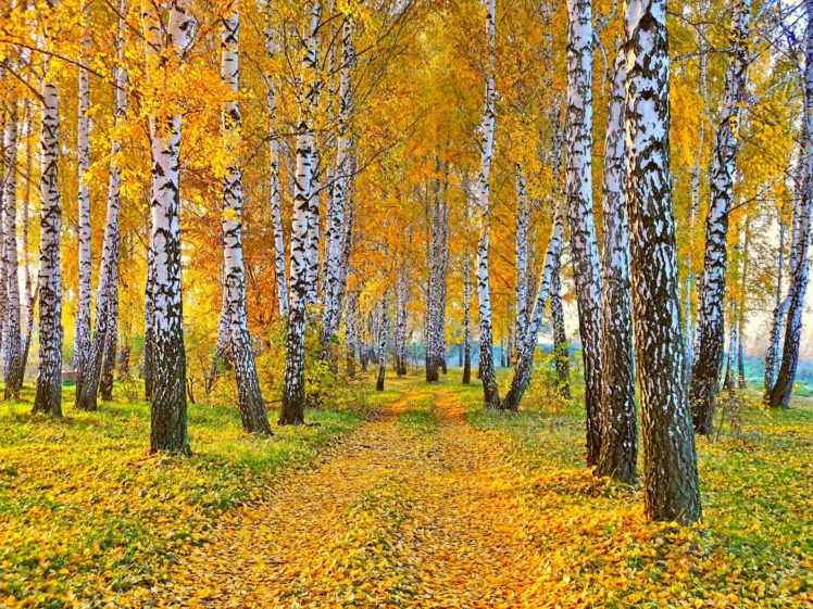 nature, Landscape, Autumn, Road, Yellow, Leaves, And, Birch HD Wallpaper Desktop Background