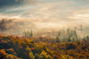 morning, Fog, Forest, Autumn