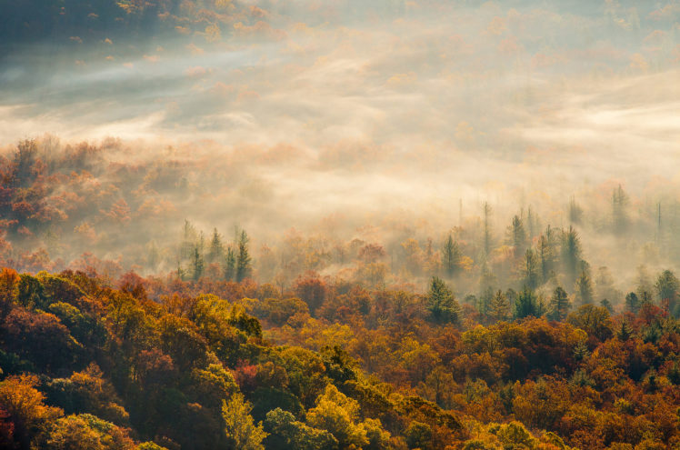 morning, Fog, Forest, Autumn HD Wallpaper Desktop Background