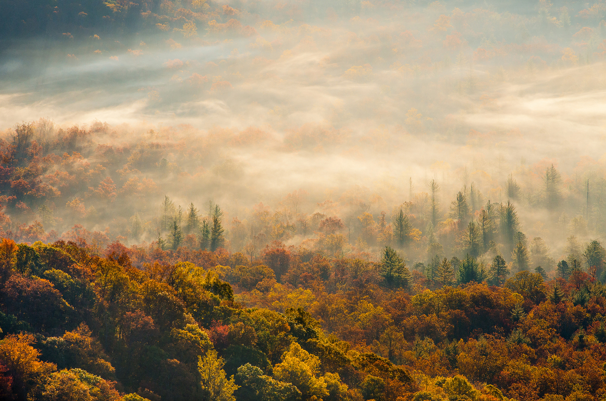 Morning Fog Forest Autumn Wallpapers Hd Desktop And Mobile Backgrounds