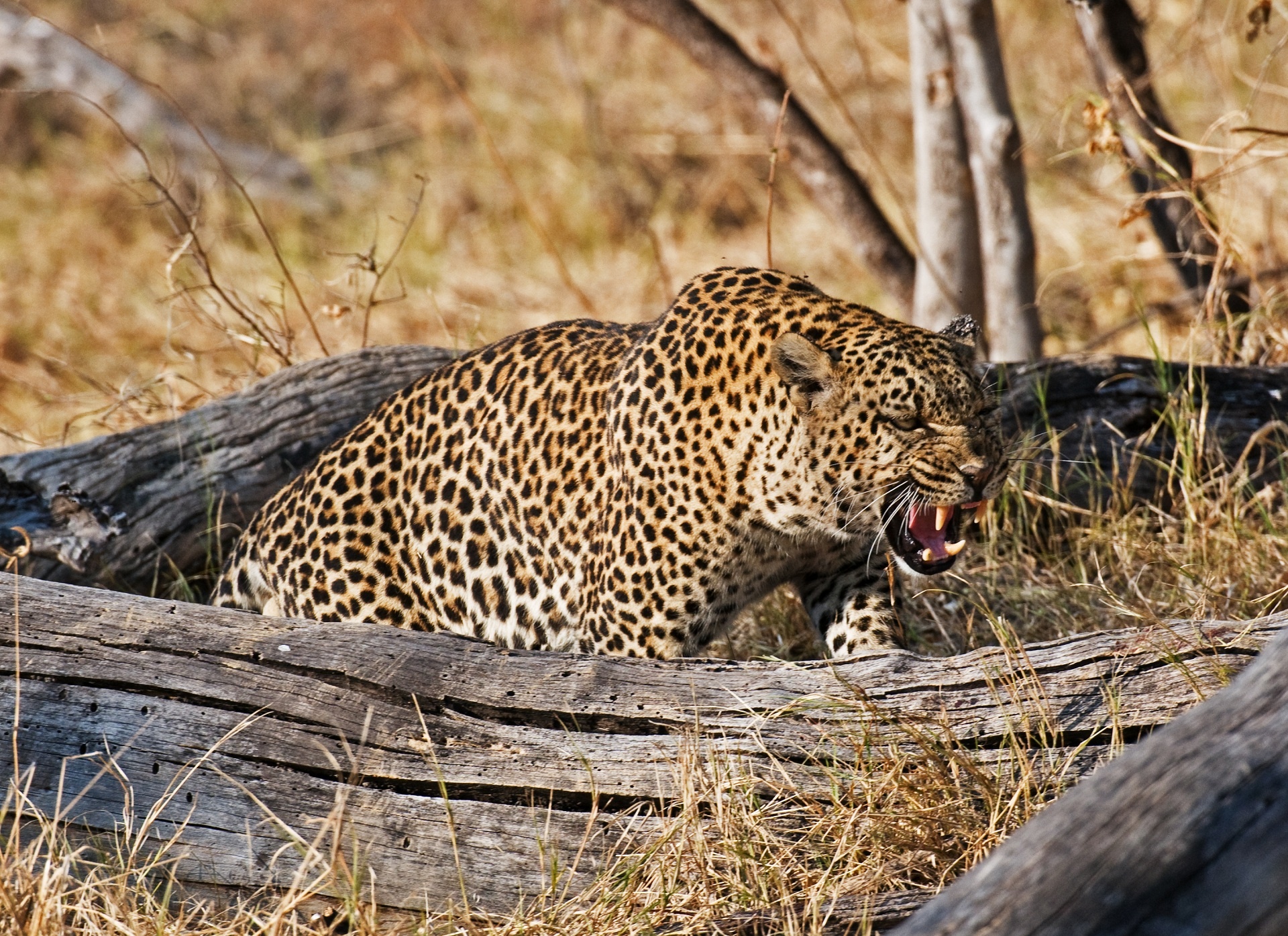 leopard, Wild, Cat, Teeth Wallpaper