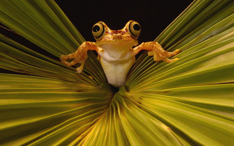 leaves, Frogs, Amphibians HD Wallpaper Desktop Background