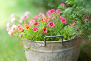bucket, Flowers, Soft, Green