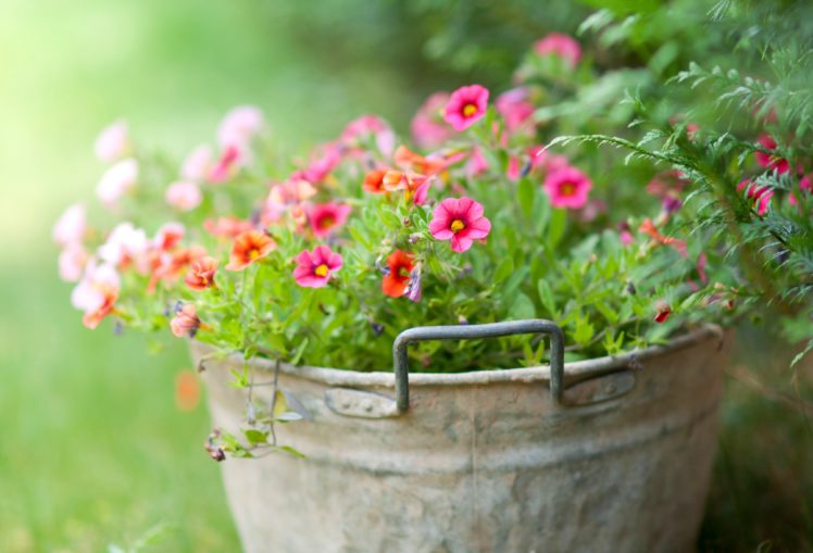 bucket, Flowers, Soft, Green HD Wallpaper Desktop Background