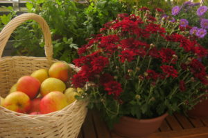 chrysanthemums, Apples, Wicker, Basket, Flowers