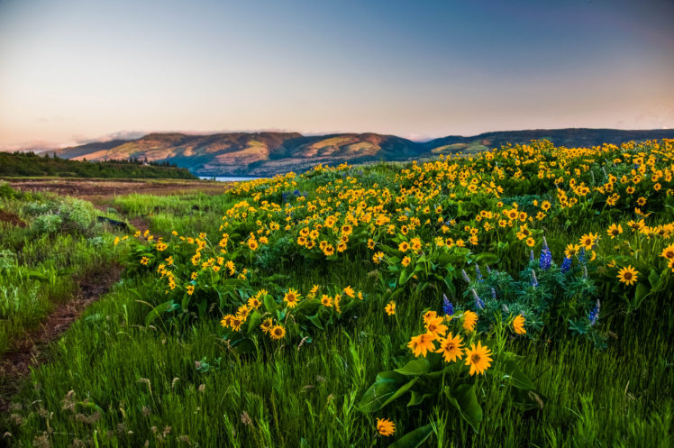 columbia, Gorge, Oregon, Hills, Flowers, Landscape HD Wallpaper Desktop Background