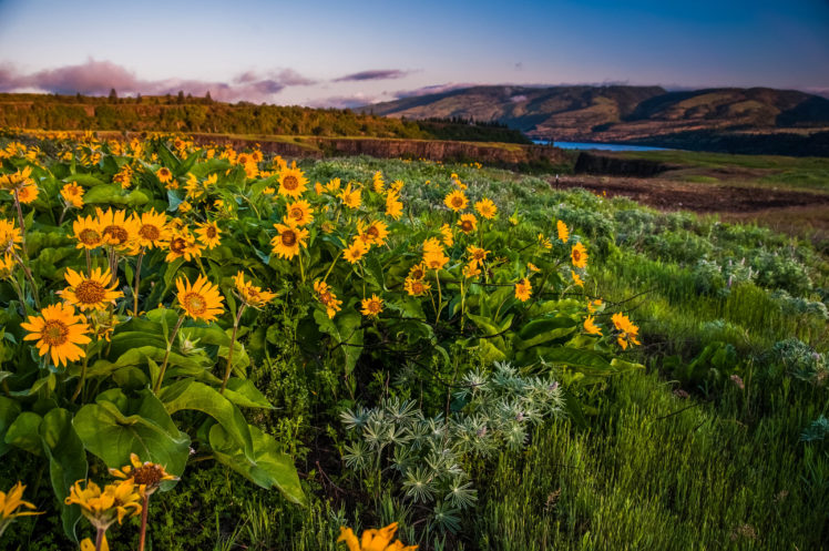 columbia, Gorge, Oregon, Hills, Flowers, Landscape HD Wallpaper Desktop Background