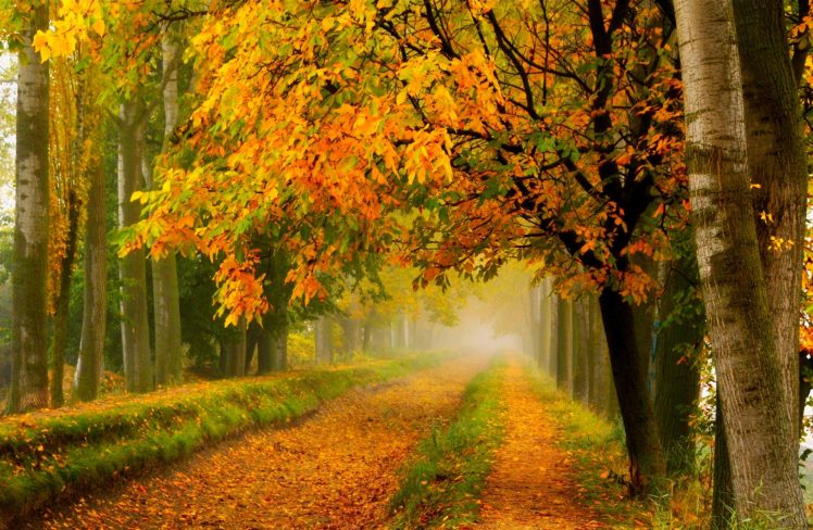 fall, Colors, Walk, Leaves, Autumn, Nature, Trees, Road, Forest, Park HD Wallpaper Desktop Background