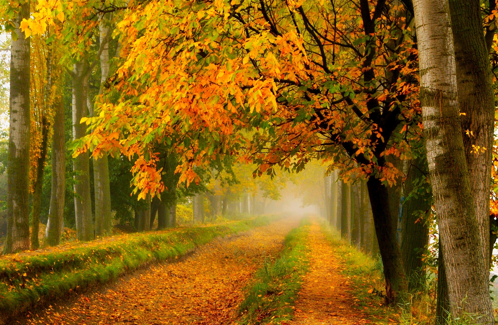 fall, Colors, Walk, Leaves, Autumn, Nature, Trees, Road, Forest, Park Wallpaper