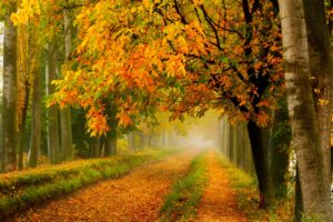 fall, Colors, Walk, Leaves, Autumn, Nature, Trees, Road, Forest, Park
