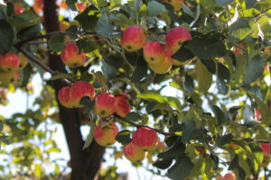 fruit, Apples, Foliage, Food