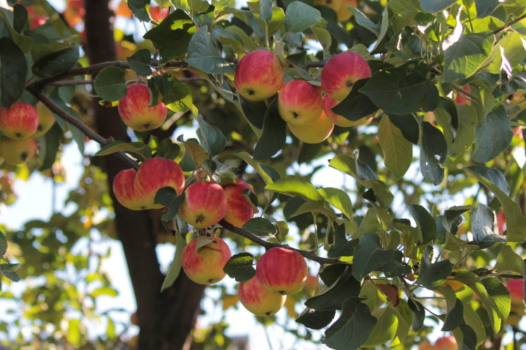 fruit, Apples, Foliage, Food HD Wallpaper Desktop Background