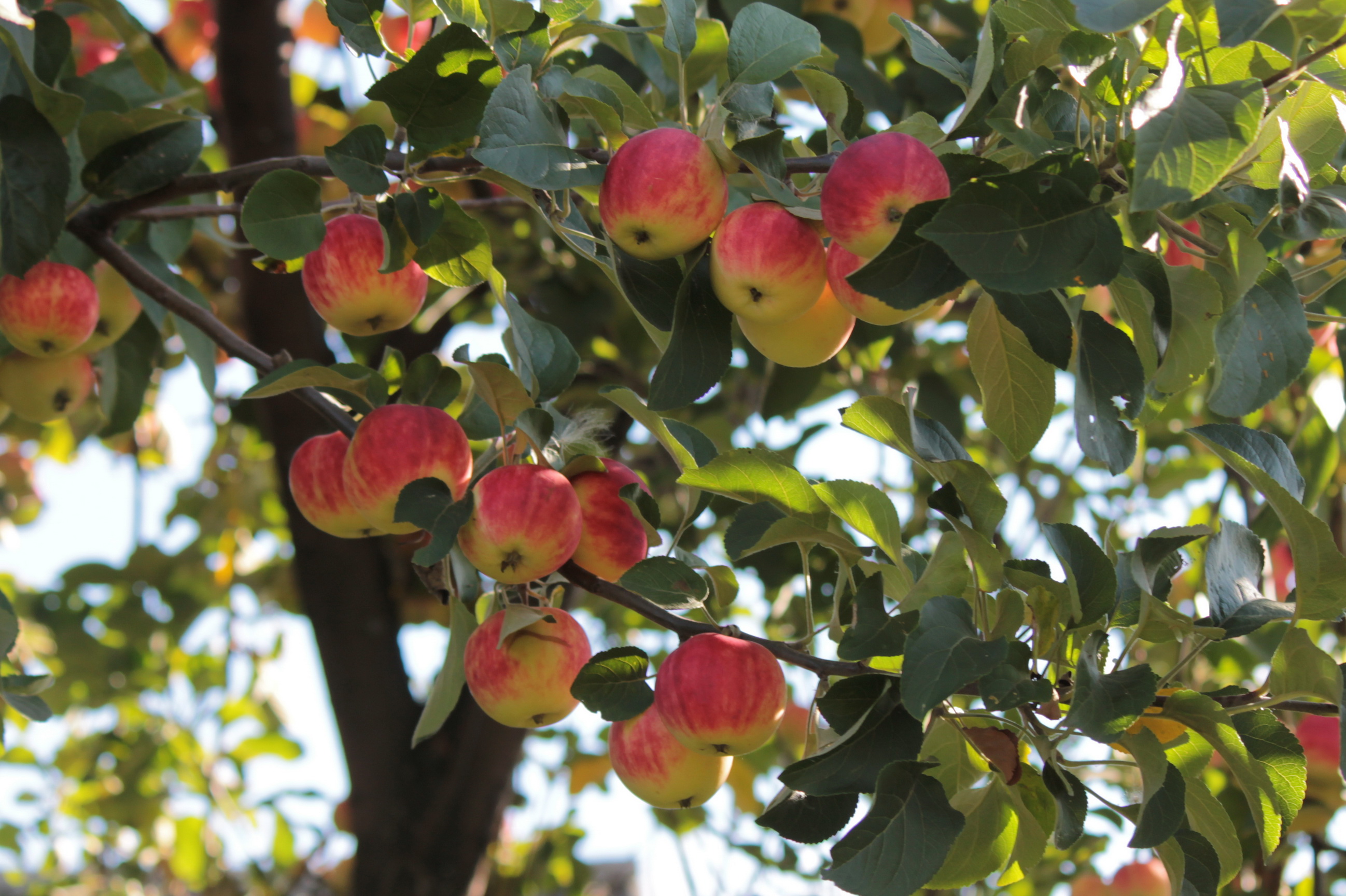 fruit, Apples, Foliage, Food Wallpaper