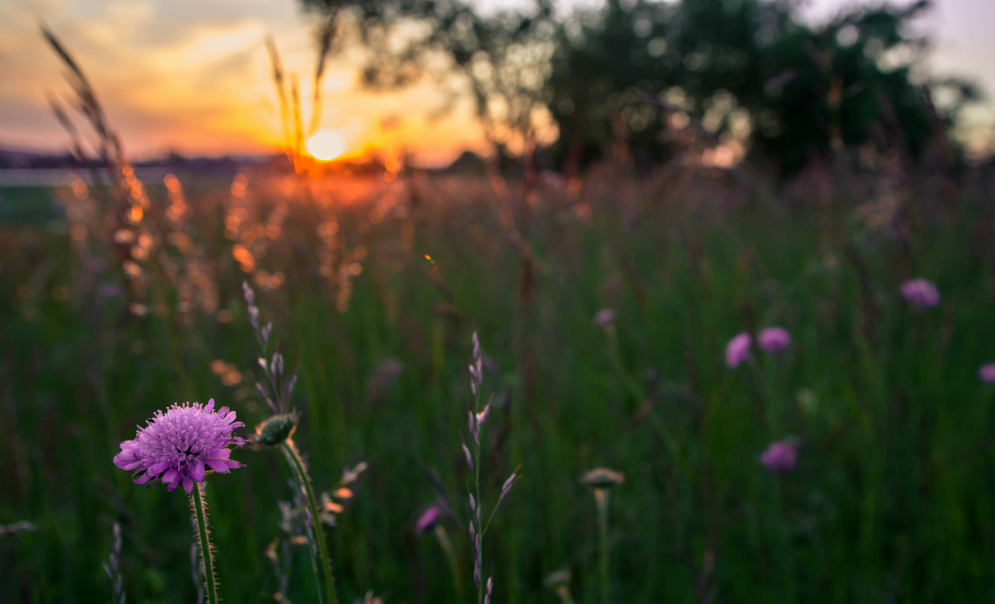 flowers, Purple, Field, Grass, Evening, Sun, Sunset, Macro, Motion, Blur Wallpaper