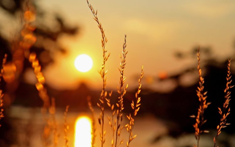 macro, Plant, Plants, Ears, Light, Sun, Sunset, Blur, Bokeh HD Wallpaper Desktop Background