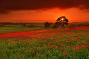 sunset, Landscapes, Nature, Fields, Meadow, Poppy