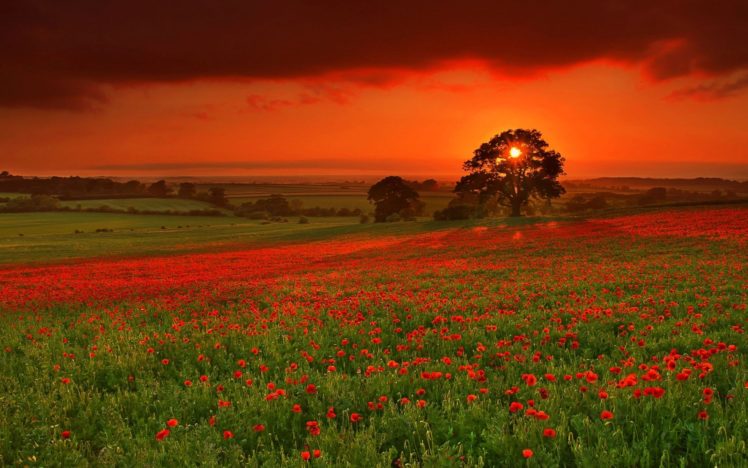 sunset, Landscapes, Nature, Fields, Meadow, Poppy HD Wallpaper Desktop Background