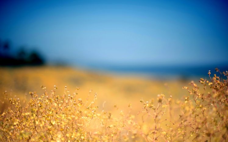 beautiful, Flower, Field HD Wallpaper Desktop Background