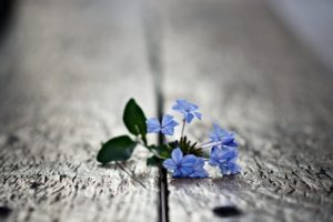 macro, Blue, Flowers, Small