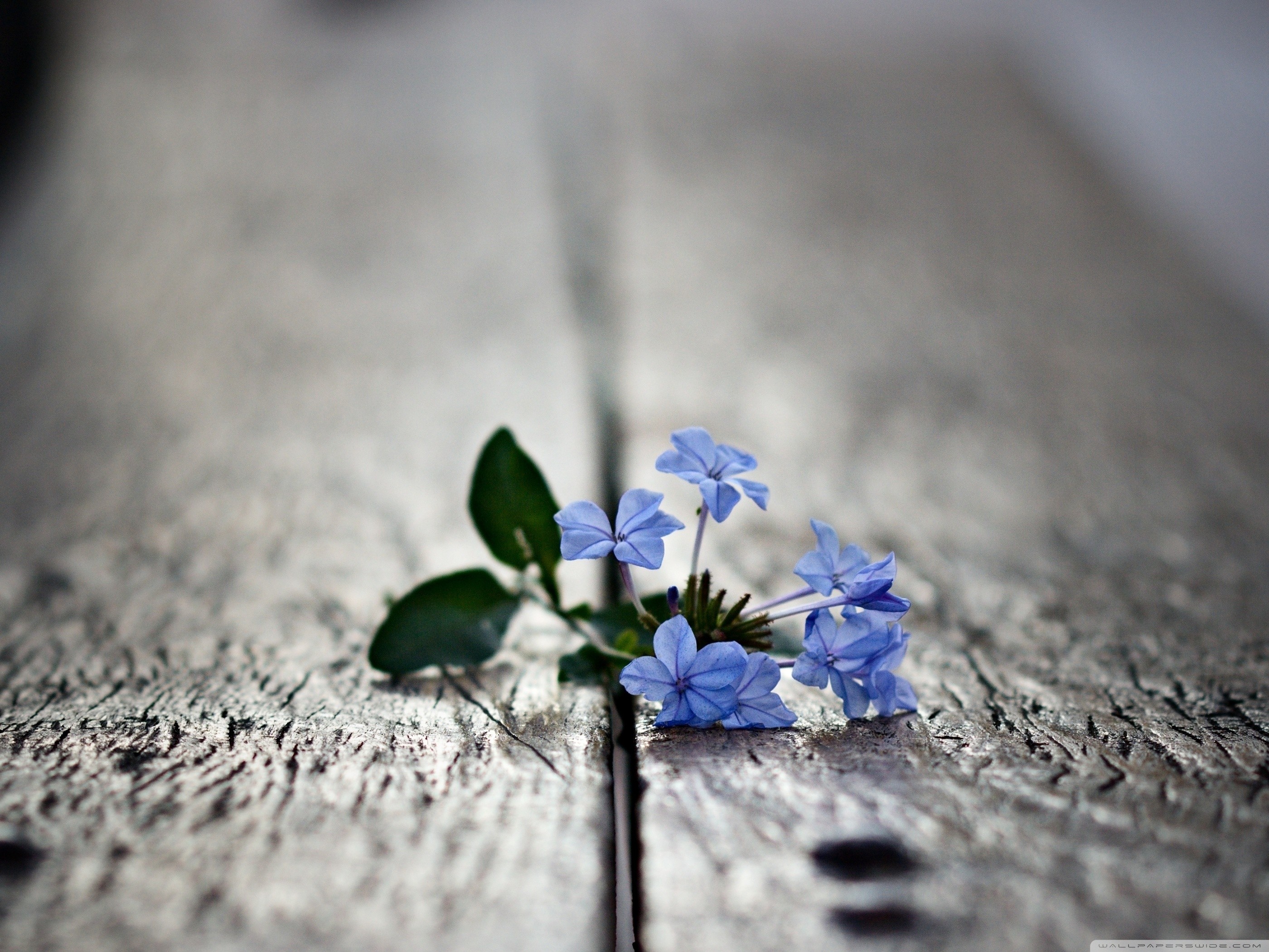 macro, Blue, Flowers, Small Wallpaper