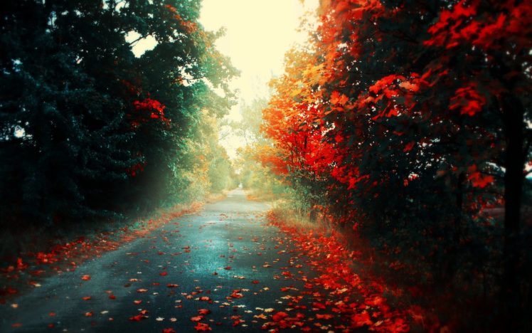 a, Road, To, The, Autumn HD Wallpaper Desktop Background