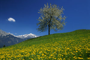 austria, Mountain, Field, Tree, Landscape