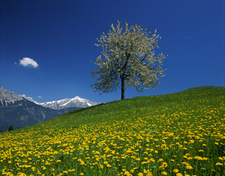 austria, Mountain, Field, Tree, Landscape HD Wallpaper Desktop Background
