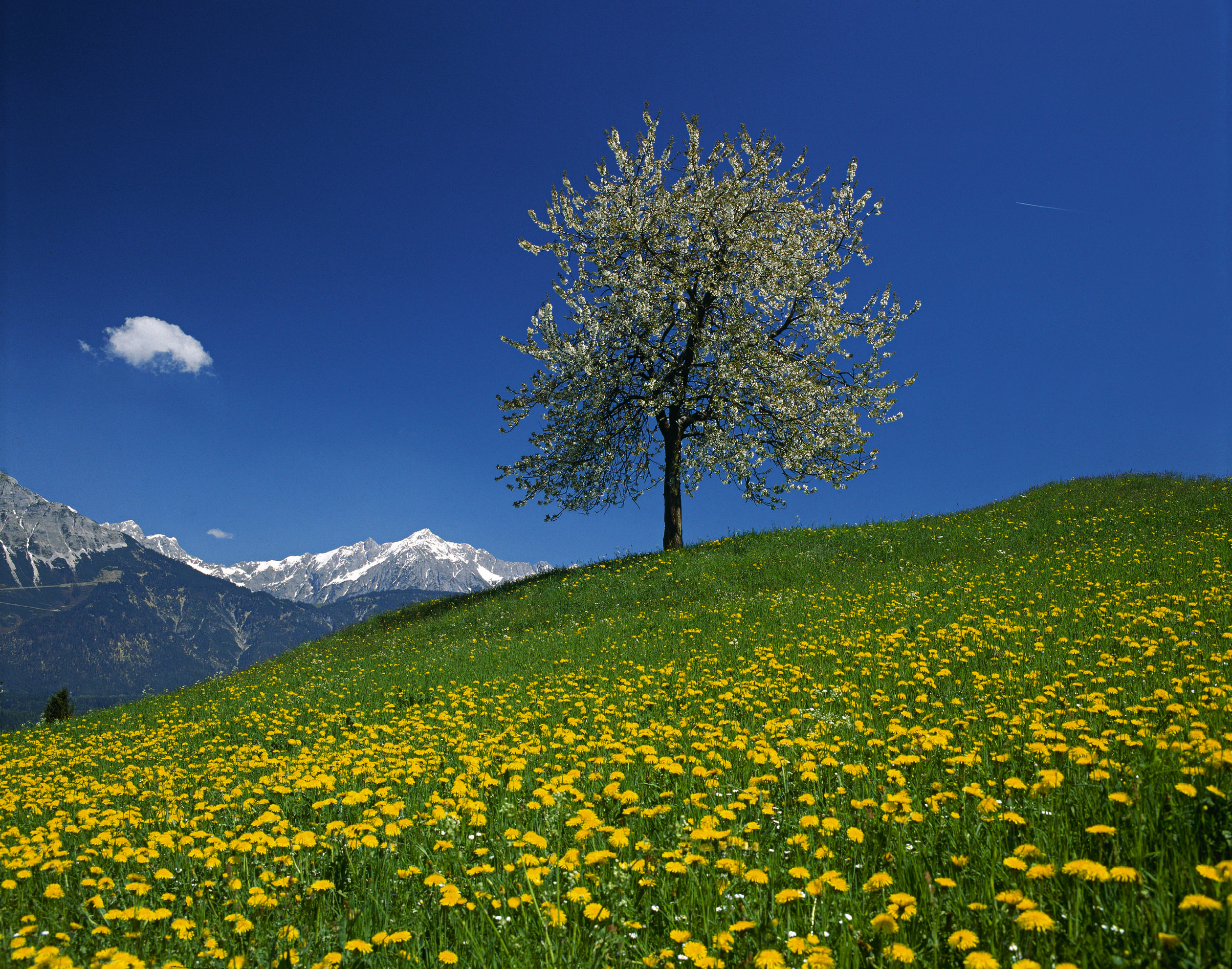 austria, Mountain, Field, Tree, Landscape Wallpaper