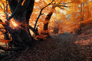 autumn, Road, Trees, Landscape