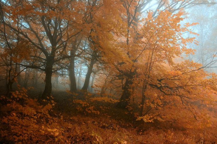 autumn, Trees, Fog, Landscape HD Wallpaper Desktop Background