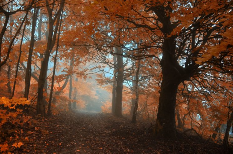 autumn, Trees, Fog, Road, Landscape HD Wallpaper Desktop Background