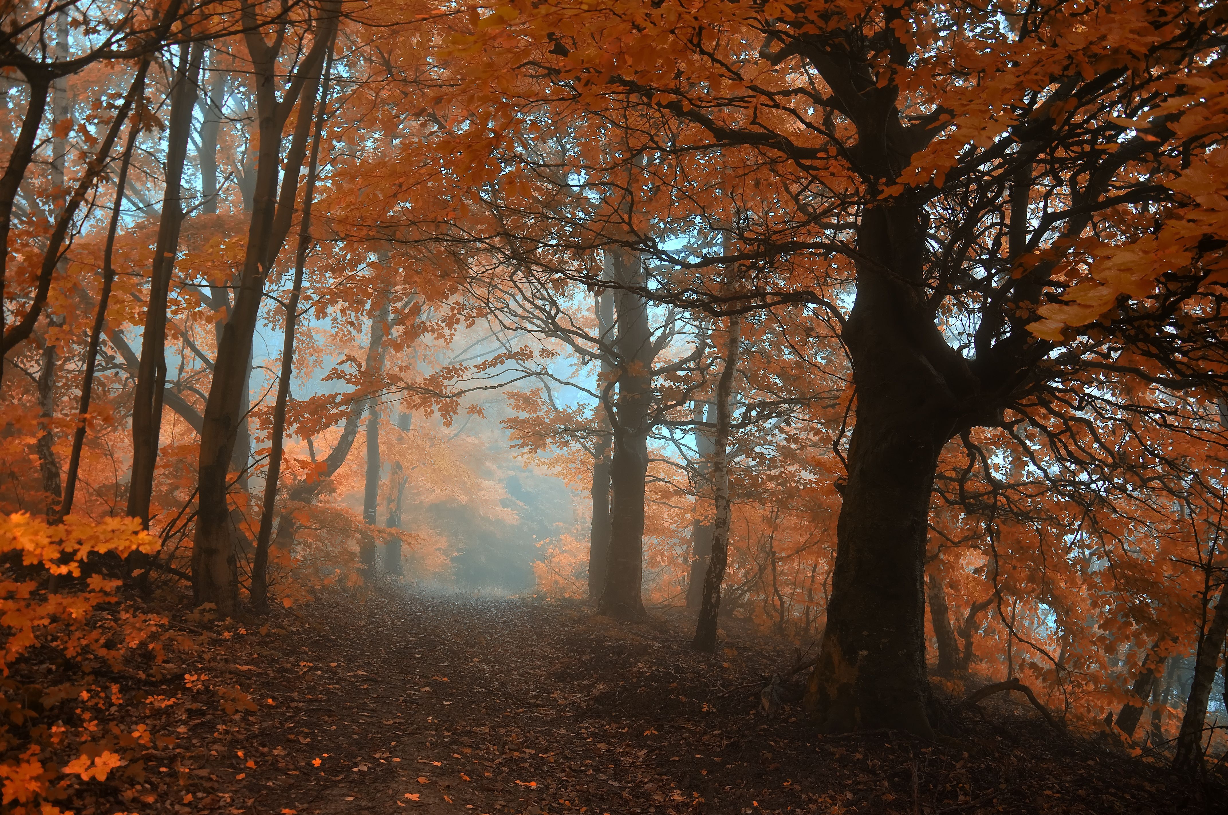 autumn, Trees, Fog, Road, Landscape Wallpaper