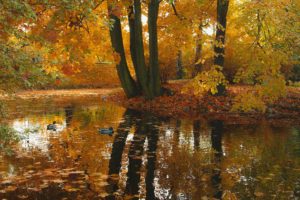 autumn, Trees, Pond, Ducks, Nature