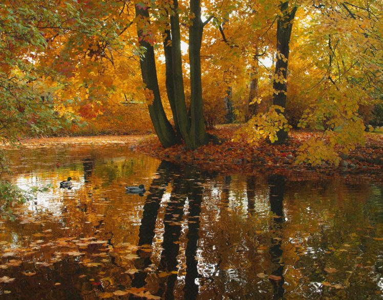 autumn, Trees, Pond, Ducks, Nature HD Wallpaper Desktop Background