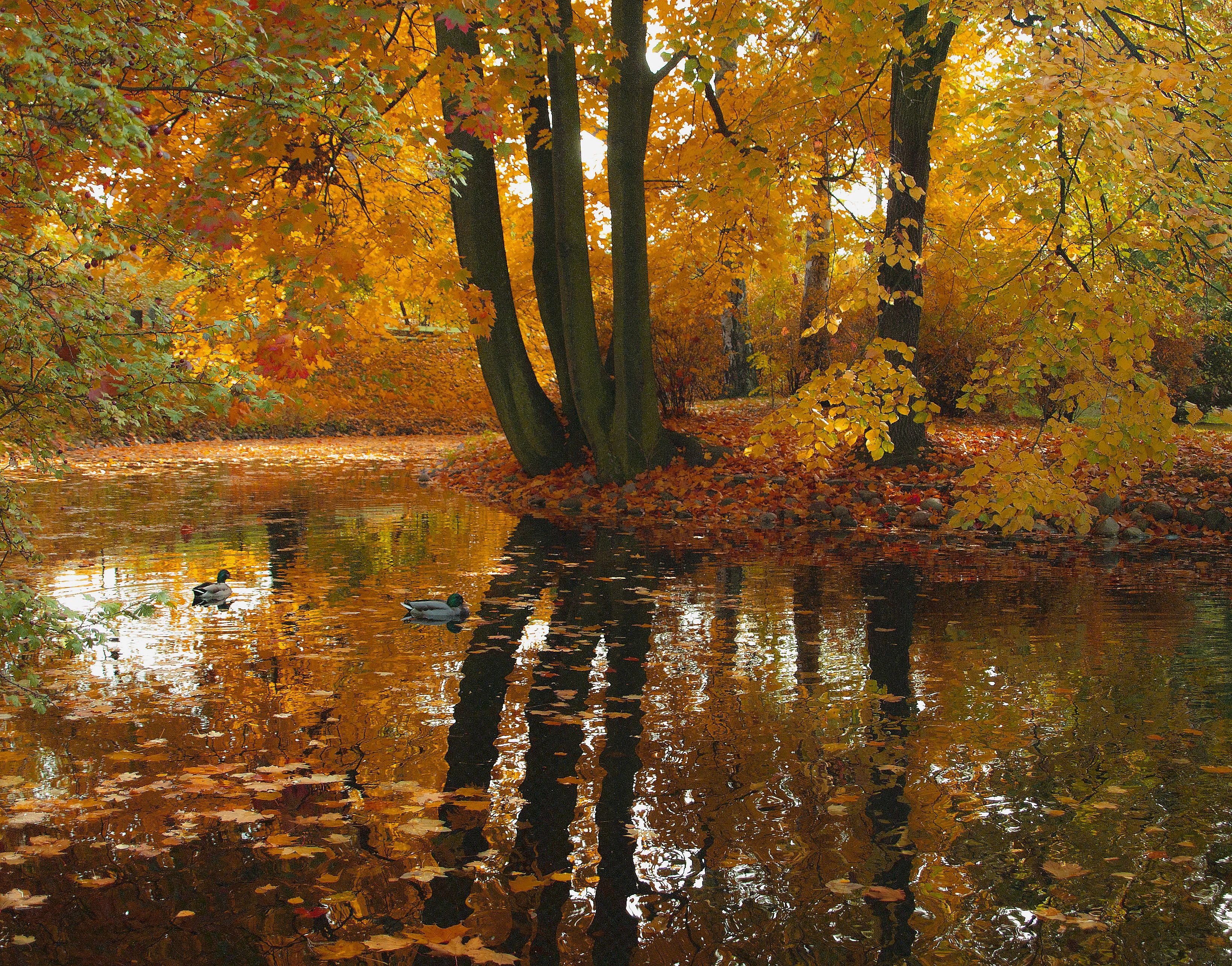 autumn, Trees, Pond, Ducks, Nature Wallpaper