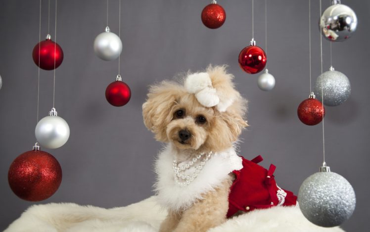 christmas, New, Year, Holiday, Dog HD Wallpaper Desktop Background