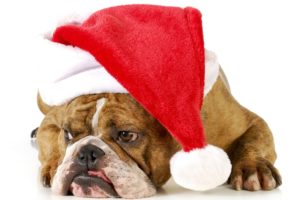 christmas, New, Year, Holiday, Dog
