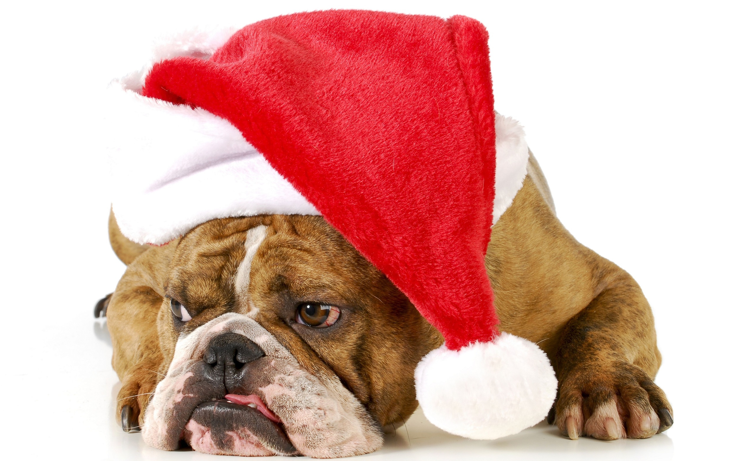 christmas, New, Year, Holiday, Dog Wallpaper