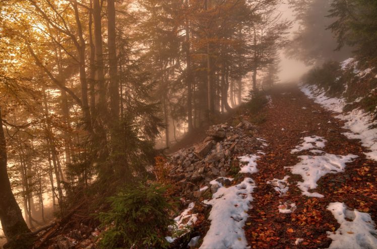 forest, Road, Autumn, Trees, Fog, Landscape, Snow HD Wallpaper Desktop Background