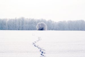 nature, Winter, Cold, Snow, Landscape, Mood, Bokeh