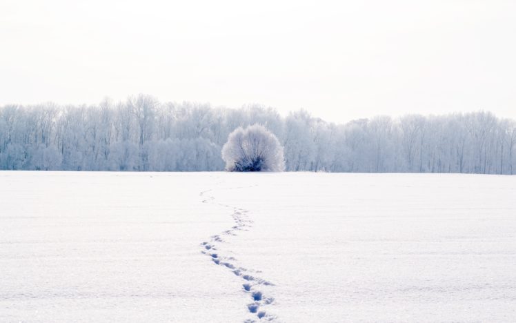 nature, Winter, Cold, Snow, Landscape, Mood, Bokeh HD Wallpaper Desktop Background