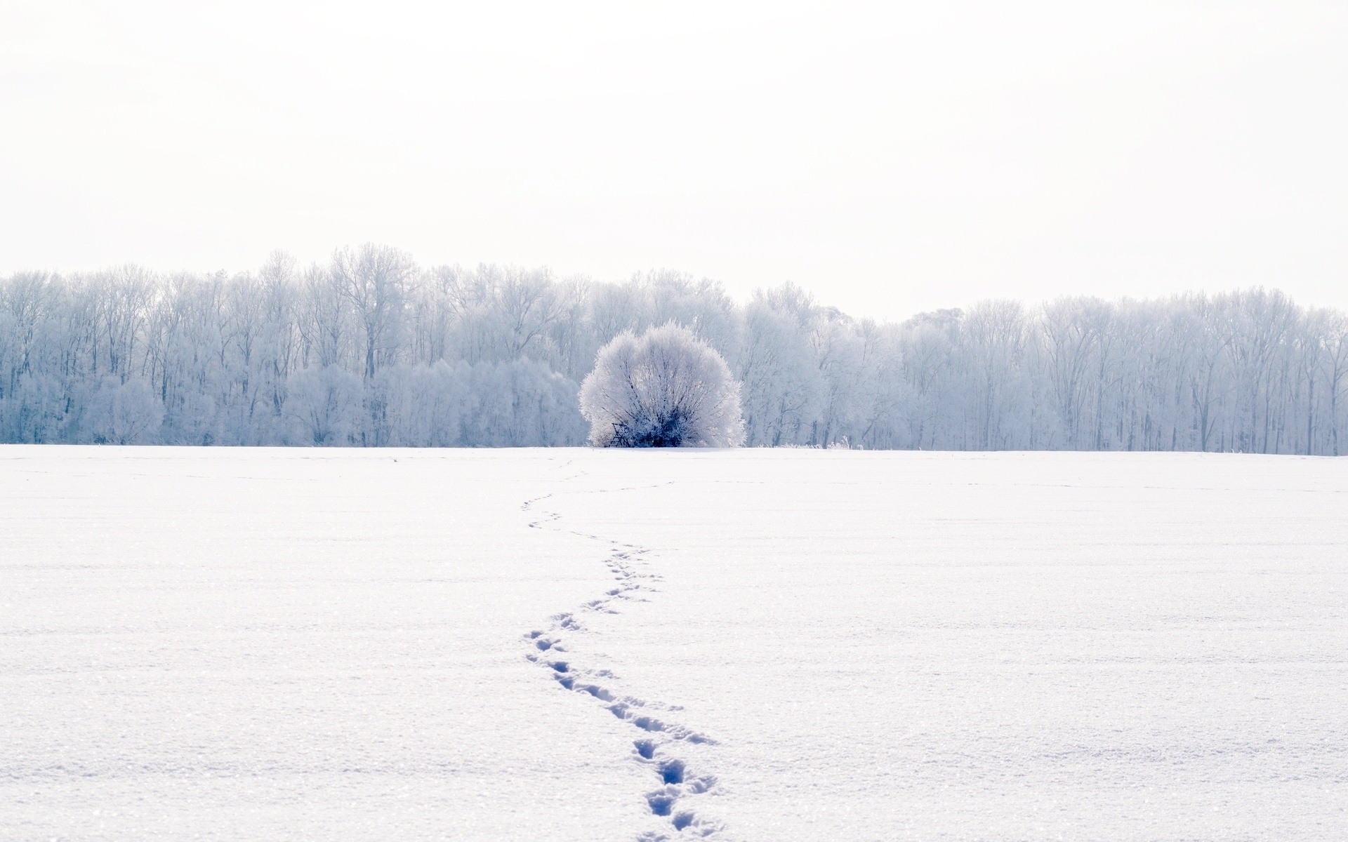 nature, Winter, Cold, Snow, Landscape, Mood, Bokeh Wallpaper