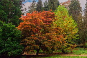 parks, England, Batsford, Trees, Nature, Autumn