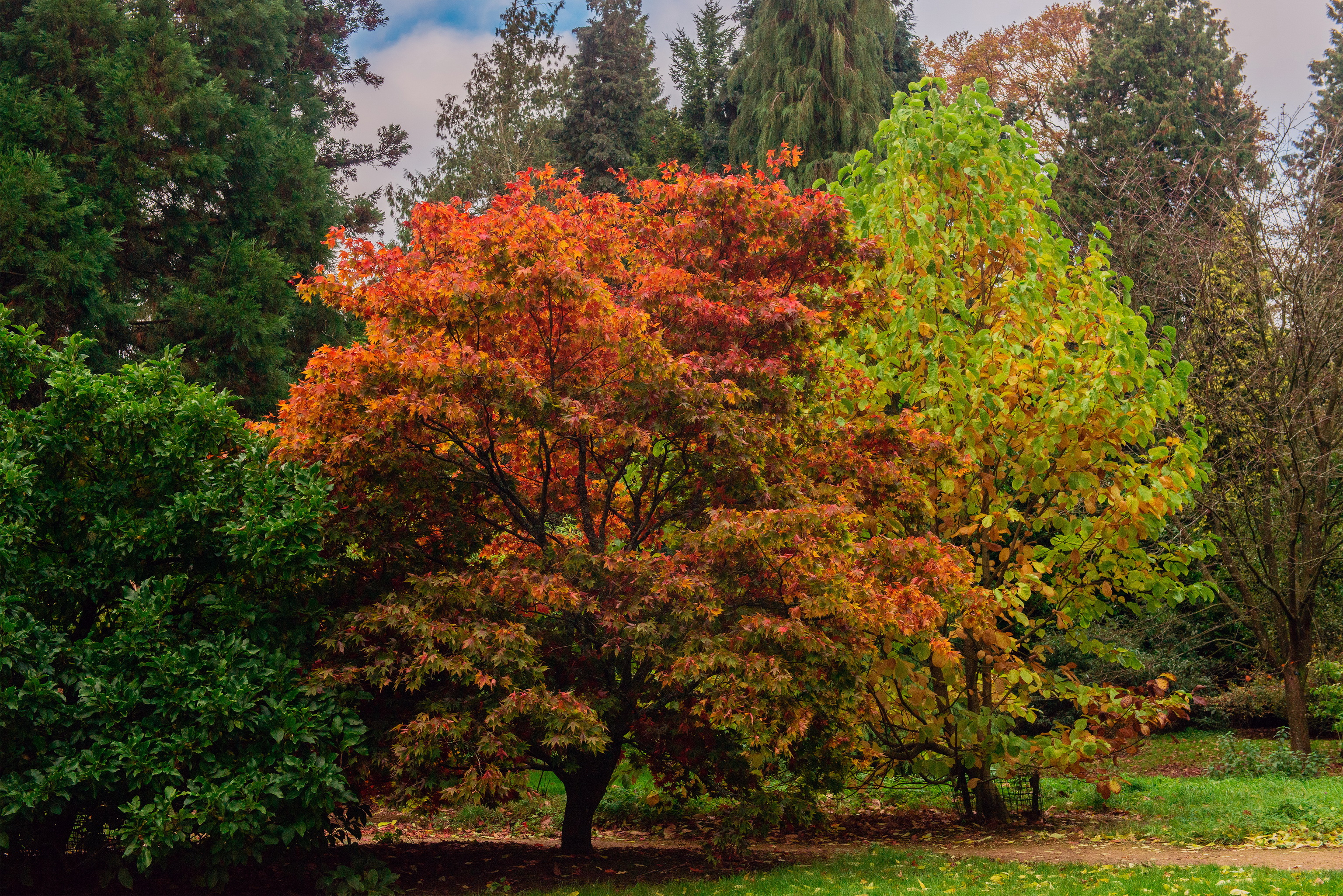 parks, England, Batsford, Trees, Nature, Autumn Wallpaper