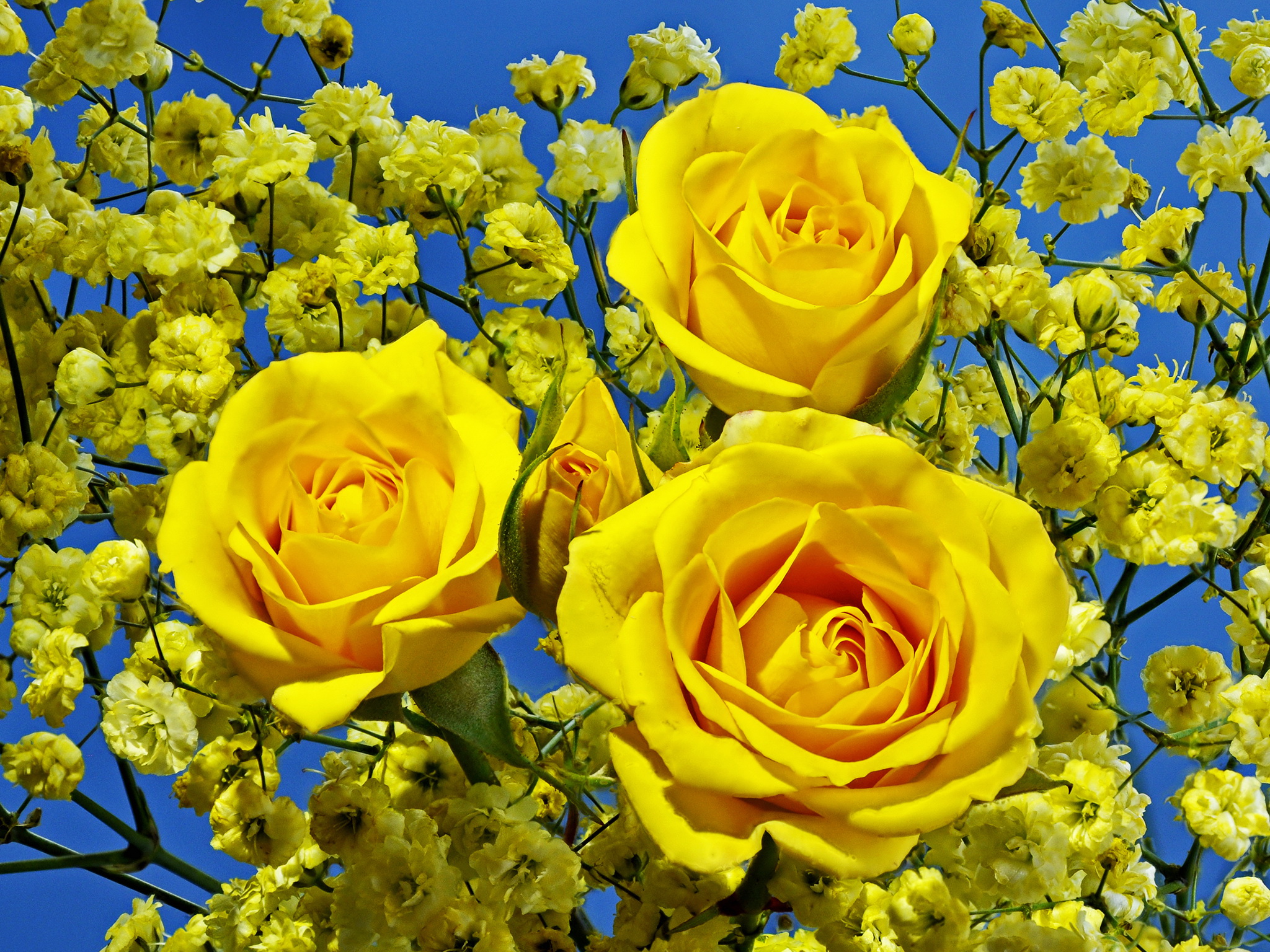 Download roses, Closeup, Yellow, Flowers Wallpapers HD / Desktop ...