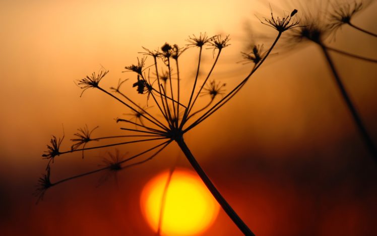 sunset, Landscapes, Nature, Summer,  season HD Wallpaper Desktop Background